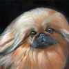 Pekingese Art Paint By Numbers