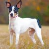 Rat Terriers Paint By Numbers