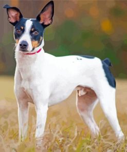 Rat Terriers Paint By Numbers