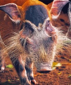 Red River Hog Paint By Numbers