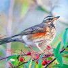 Redwing Paint By Numbers