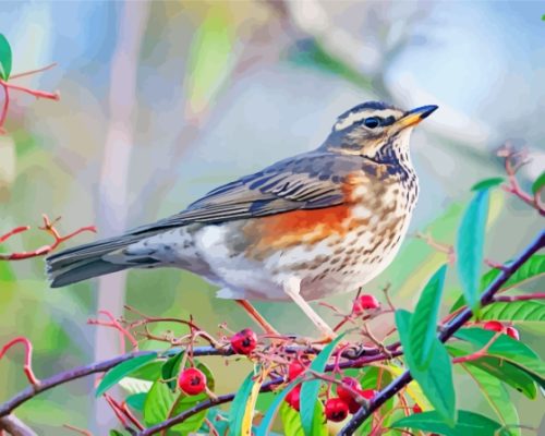 Redwing Paint By Numbers