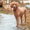 Standard Poodle Paint By Numbers