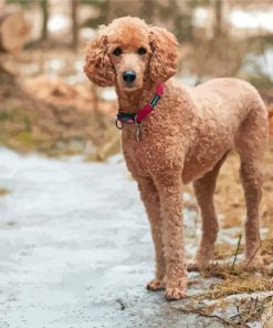 Standard Poodle Paint By Numbers