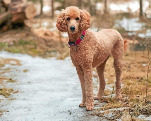 Standard Poodle Paint By Numbers