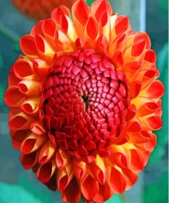 The Red Orange Dahlia Flower Paint By Numbers