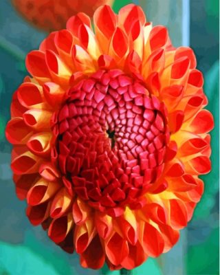 The Red Orange Dahlia Flower Paint By Numbers