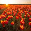 Tulips In Field With Sunset Paint By Numbers