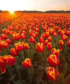 Tulips In Field With Sunset Paint By Numbers