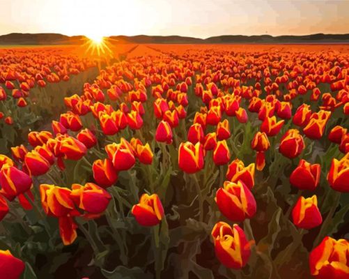 Tulips In Field With Sunset Paint By Numbers