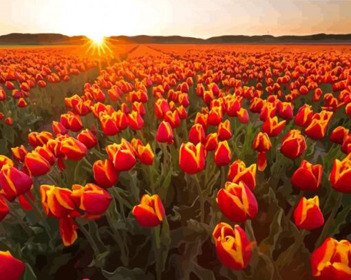 Tulips In Field With Sunset Paint By Numbers