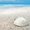 White Shell On Beach Sand Paint By Numbers