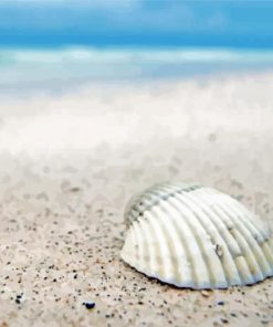 White Shell On Beach Sand Paint By Numbers