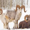 Wild Bighorn Sheep In Winter Paint By Numbers