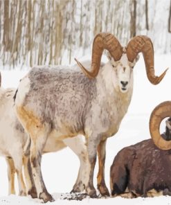 Wild Bighorn Sheep In Winter Paint By Numbers