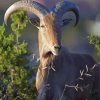 Wild Aoudad Sheep Paint By Numbers