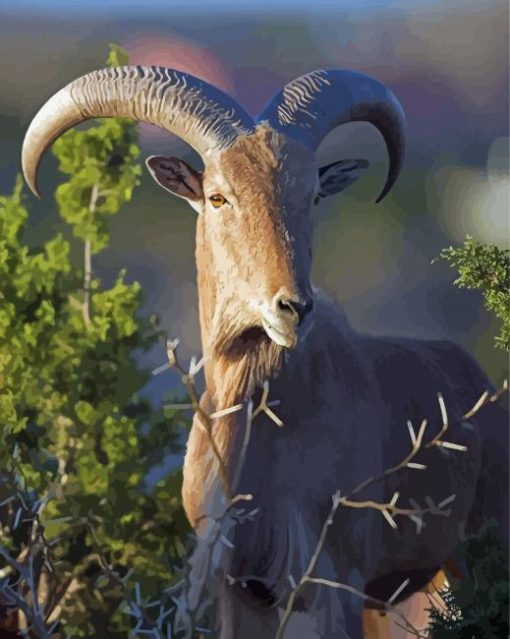 Wild Aoudad Sheep Paint By Numbers