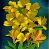 Yellow Alstroemeria Art Paint By Numbers