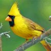 Yellow Cardinal On Branch Paint By Numbers