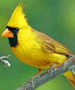 Yellow Cardinal On Branch Paint By Numbers