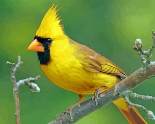 Yellow Cardinal On Branch Paint By Numbers