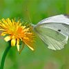 Yellow Dandelion Butterfly Insect Paint By Numbers