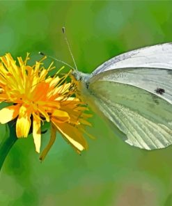 Yellow Dandelion Butterfly Insect Paint By Numbers