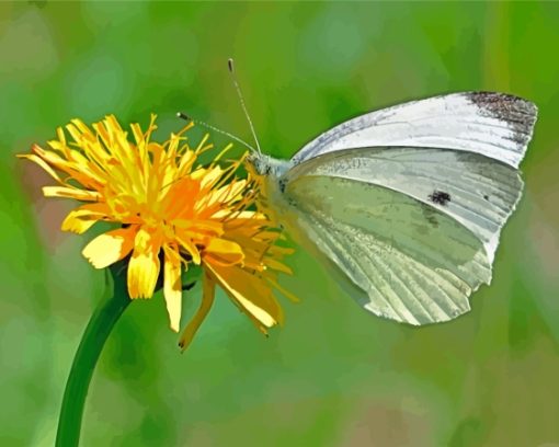 Yellow Dandelion Butterfly Insect Paint By Numbers