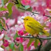 Yellow Warbler In Cherry Blossom Tree Paint By Numbers