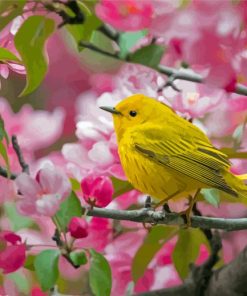 Yellow Warbler In Cherry Blossom Tree Paint By Numbers