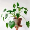 Alocasia Pot Plant Paint By Numbers