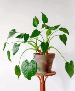 Alocasia Pot Plant Paint By Numbers