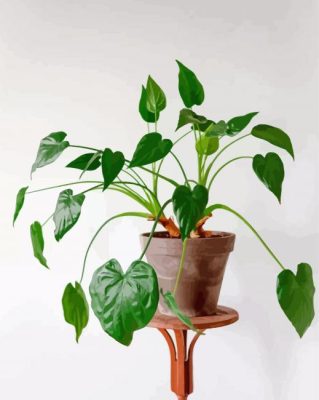 Alocasia Pot Plant Paint By Numbers