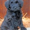 Black Maltese Dog Puppy Paint By Numbers