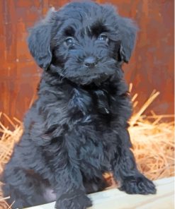 Black Maltese Dog Puppy Paint By Numbers