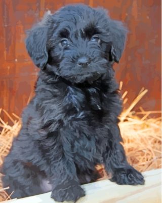 Black Maltese Dog Puppy Paint By Numbers