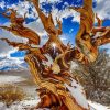 Bristlecone Pine In Snow Paint By Numbers