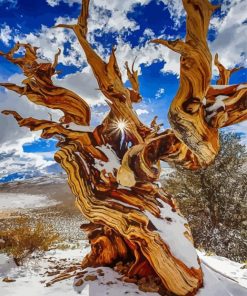 Bristlecone Pine In Snow Paint By Numbers