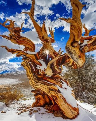 Bristlecone Pine In Snow Paint By Numbers