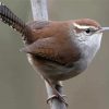 California Wren Paint By Numbers