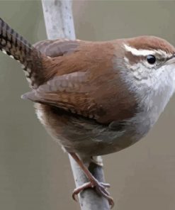 California Wren Paint By Numbers