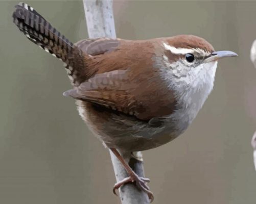 California Wren Paint By Numbers