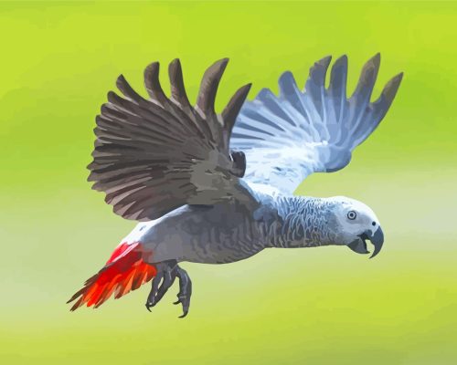 Cool African Gray Parrot Paint By Numbers