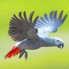 Cool African Gray Parrot Paint By Numbers