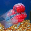 Cool Flowerhorn Fish Paint By Numbers