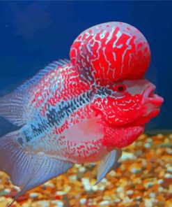 Cool Flowerhorn Fish Paint By Numbers