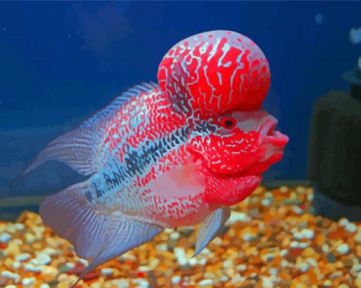 Cool Flowerhorn Fish Paint By Numbers