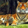 Cub And Tiger Paint By Numbers