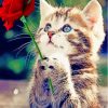 Cute Cat And Rose Paint By Numbers