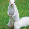 Cute Albino Squirrels Paint By Numbers